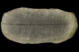 Pecopteris Fern Fossil (Pos/Neg) - Mazon Creek #89924-2